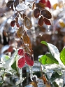 DFW-IcePocalypse-2013_Thaw (84)
